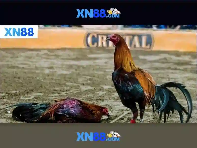 xn88. com – Hành trình trải nghiệm app xn88 và xn88 bet