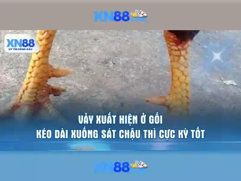 Xn88 là gì và những điều cơ bản bạn nên biết