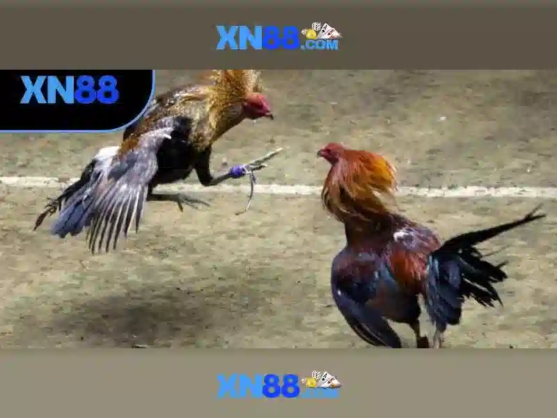 Nguon goc va y nghia cua xn88