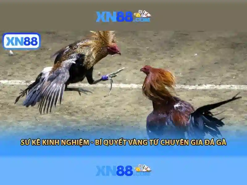 xn88 - Nền tảng giải trí trực tuyến và đánh giá toàn diện