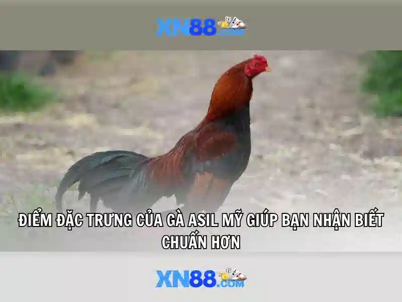 xn88 - Nền tảng cá cược và trò chơi trực tuyến