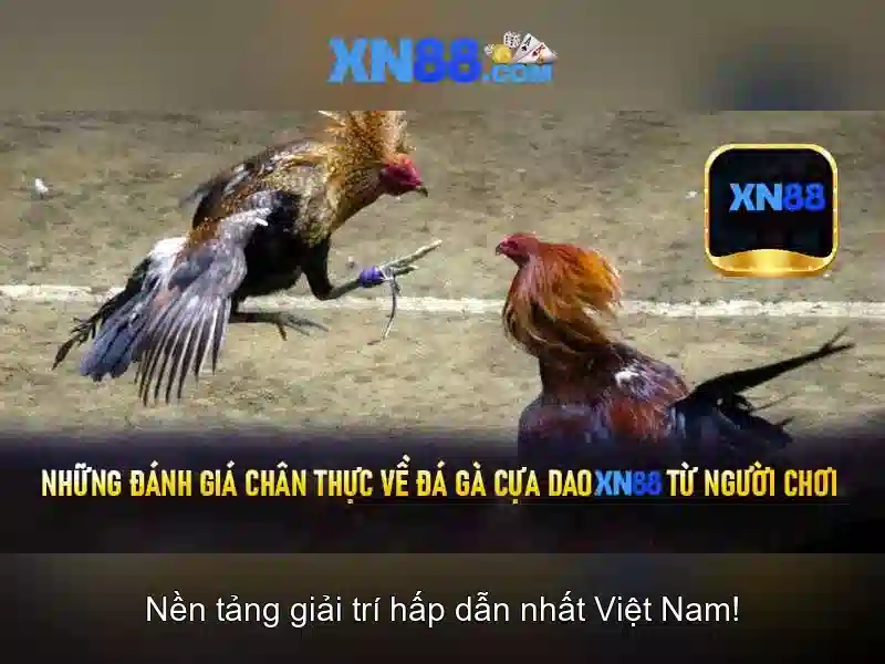 Hướng dẫn tham gia và trải nghiệm người dùng