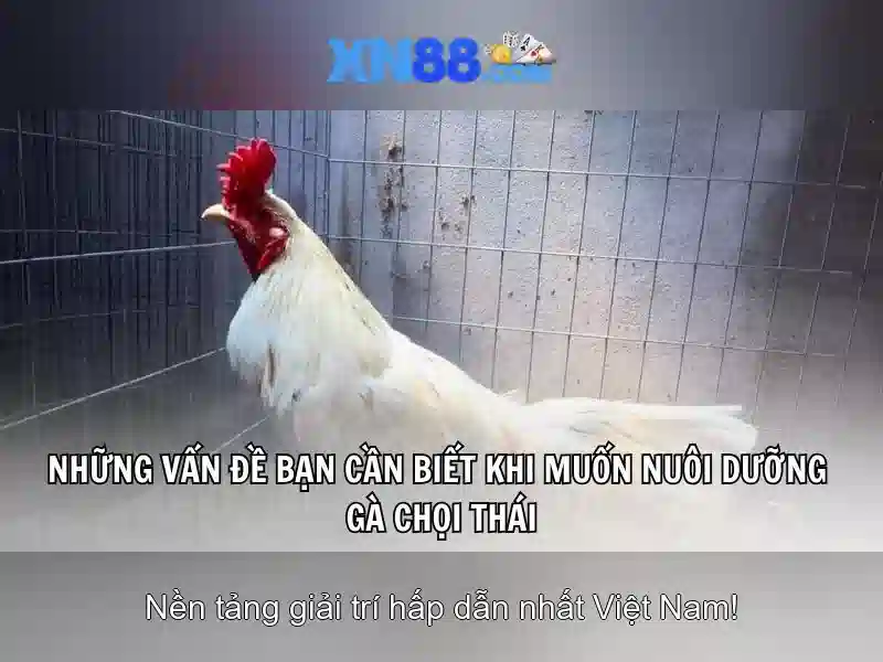 xn88 – Tổng quan và đánh giá