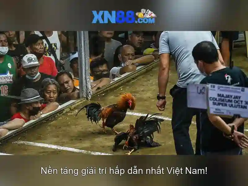 Khám phá xn88