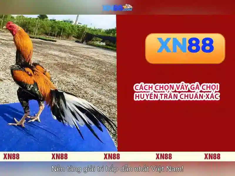 XN88 là gì?