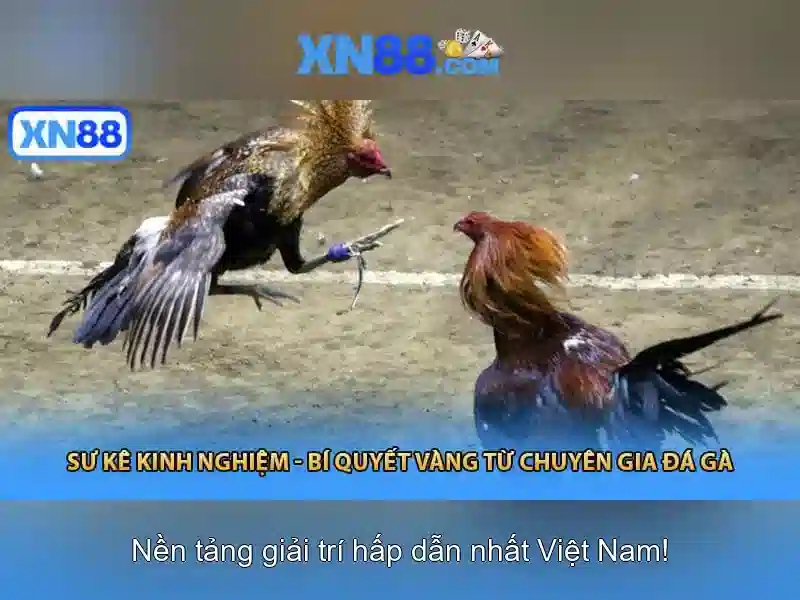 Tại sao xn88 nổi bật